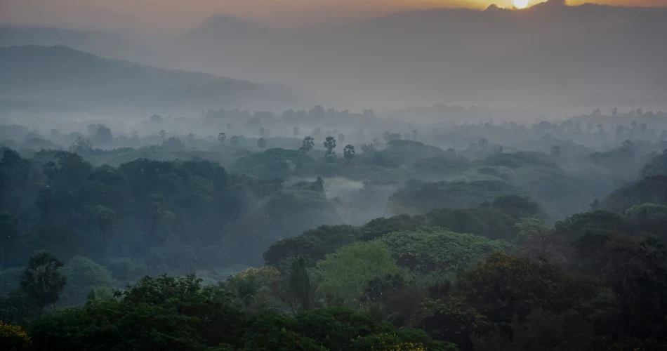 Jalur Satwa Liar dan Alam untuk Dijelajahi di Taman Nasional Sanjay Gandhi